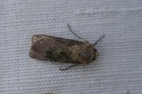 Agrotis segetum