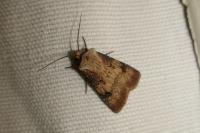 Agrotis puta