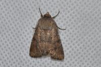 Luperina testacea
