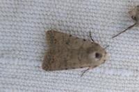 Caradrina clavipalpis