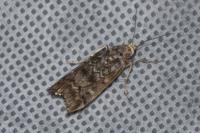Dioryctria abietella