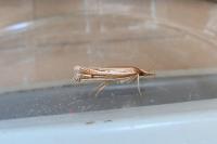 Ancylolomia tentaculella