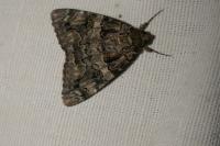 Catocala coniuncta