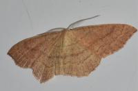 Cyclophora linearia