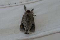 Clostera anachoreta