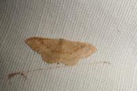 Idaea rubraria