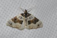 Cosmorhoe ocellata