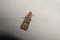 Dioryctria abietella