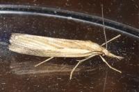 Agriphila tristella