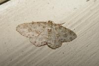 Ectropis crepuscularia