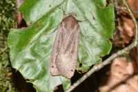 Noctua pronuba