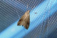 Evergestis forficalis