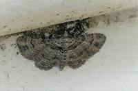 Gymnoscelis rufifasciata