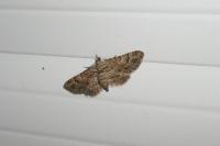 Gymnoscelis rufifasciata
