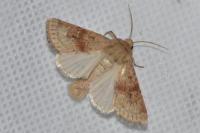 Luperina rubella