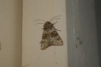 Hecatera dysodea