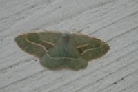 Hylaea fasciaria