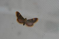 Hypsopygia costalis