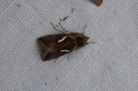 Macdunnoughia confusa