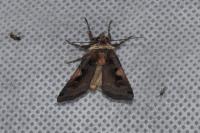 Xestia c-nigrum