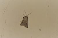 Mythimna riparia