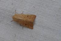 Mythimna vitellina