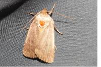 Amphipyra tragopoginis