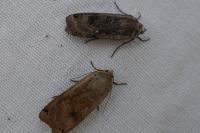 Noctua pronuba