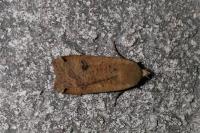 Noctua pronuba