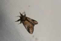 Notodonta ziczac