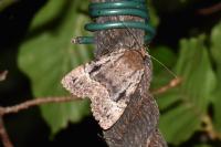 Amphipyra berbera svenssoni