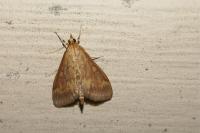 Ostrinia nubilalis