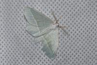 Campaea margaritaria