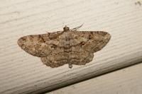 Peribatodes rhomboidaria rhomboidaria
