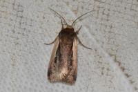 Ochropleura plecta