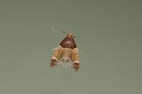Pyralis farinalis