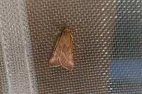 Synaphe punctalis