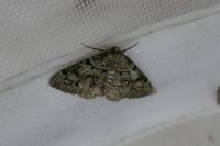 Cleorodes lichenaria