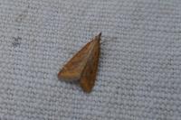 Udea ferrugalis