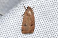 Noctua interposita