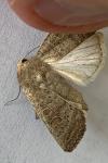 Hoplodrina ambigua