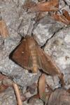 Mythimna albipuncta