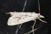 Catoptria falsella
