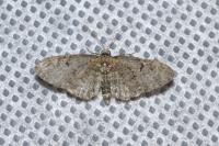Eupithecia
