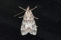 Eudonia mercurella