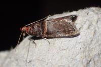Acrobasis advenella