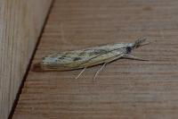 Agriphila inquinatella