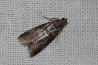 Acrobasis advenella