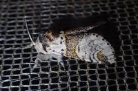 Furcula furcula