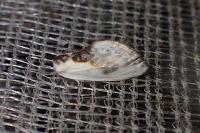 Cilix glaucata
